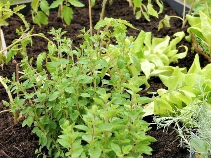san-pham/chau-nang-megagreen-mc-2024-119-5747
