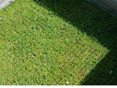 san-pham/chau-nang-megagreen-mc-2024-119-5747